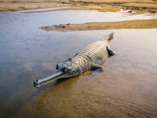 Gharial