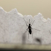 Dengue dispara no país e reagente de testes se esgota