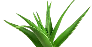 Aloevera-healthnfitnessadvise-blogspot-com