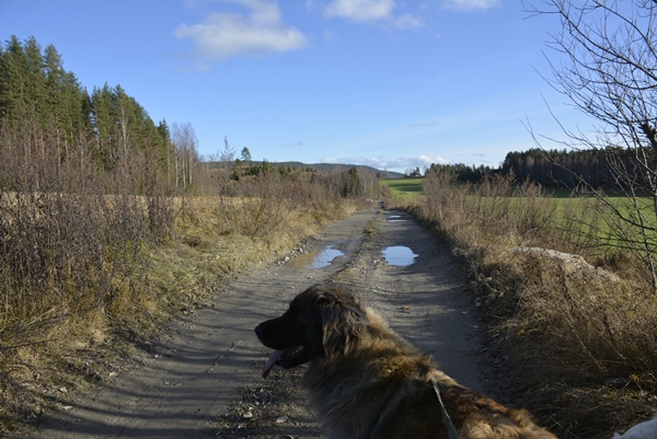 leonberger