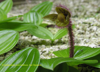 Cypripedium micranthum - The Small Flowered Cypripedium care