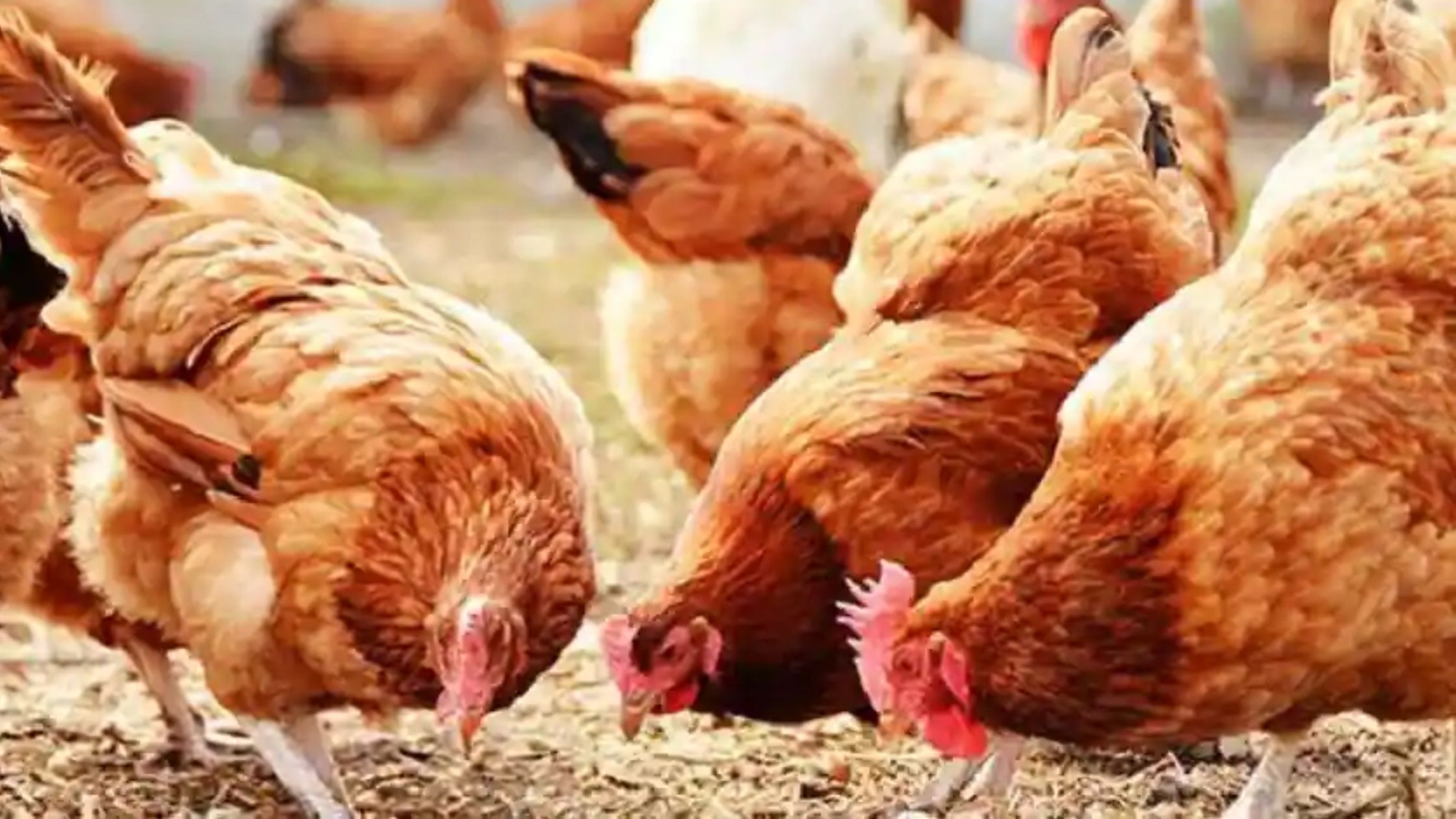 मुर्गी पालन कैसे करें? भारत में मुर्गियों की लोकप्रिय 5 नस्लें, यहां जानें
