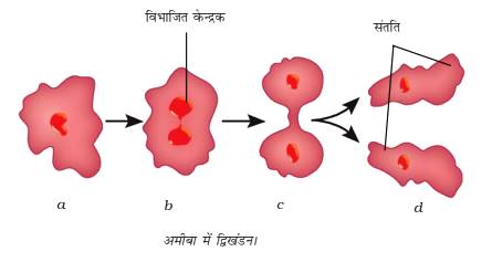 द्विखण्डन Class 8th Ncert