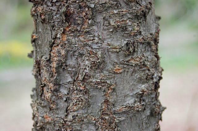 Вишня колокольчатая (Prunus campanulata, =Cerasus campanulata)