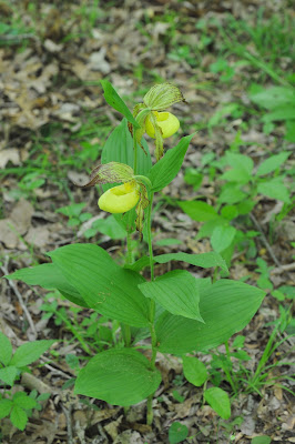 Cypripedium kentuckiense - Kentucky lady's slipper - Southern lady's slipper care