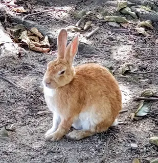 うさぎの写真