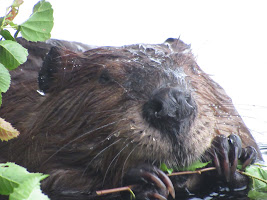 Hungry Beaver