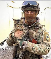 Los gatos de la guerra en Ucrania