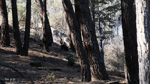 Jérez del Marquesado, Jabalíes, Barranco el Maguillo, Ruta del Avión, senderismo, trekking