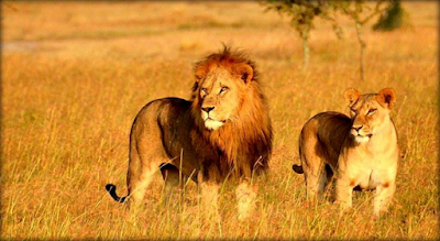 Gir National Park - Only Home to Asiatic Lions