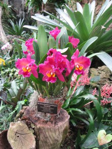 Brassolaeliocattleya Orchid at the Lincoln Park Conservatory in Chicago, Illinois