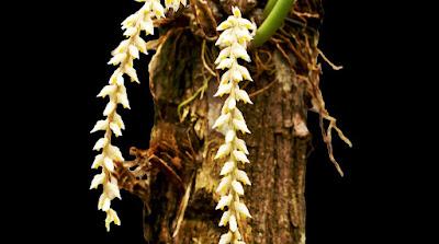 Bulbophyllum micranthum - The Small Flowered Bulbophyllum care