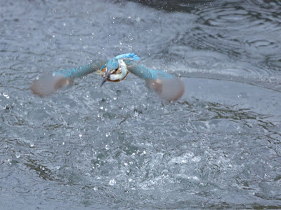 カワセミが水面から出てきて飛びだちました。咥えた魚も暴れています。