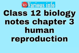 Class 12 biology notes chapter 3 human reproduction (मानव प्रजनन)