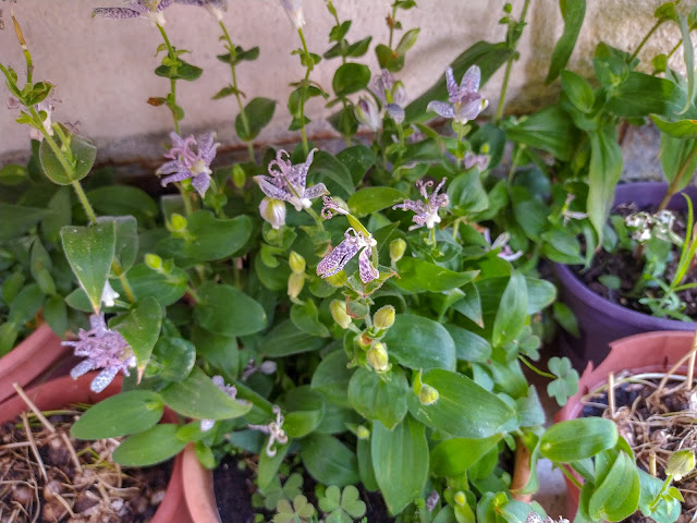 Lirio de sapo japonés o tricirtis (Tricyrtis hirta (Thunb.) Hook).