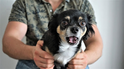 Şivava (Chihuahua) Köpek Cinsinin Özellikleri ve Bakım Kuralları Nelerdir?