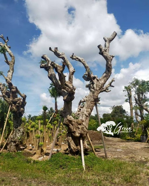 Jual Pohon Kamboja Fosil di Bali | Harga Pohon Kamboja Fosil Langsung Dari Petani