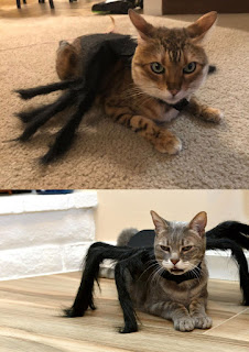 Disfraces de gatos para Halloween