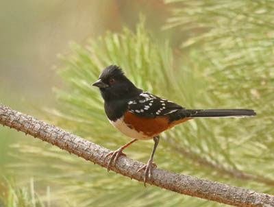 Photo of Spotted Towhee in pine tree sapling