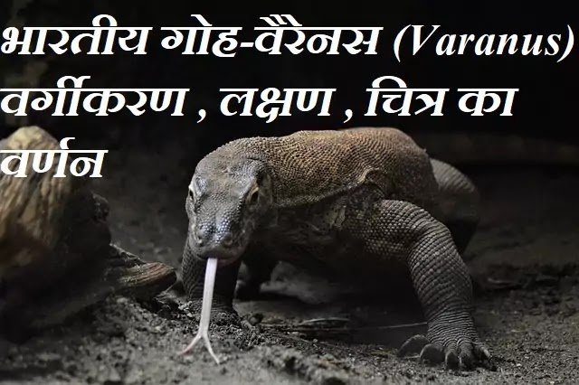 भारतीय गोह—वैरेनस (Varanus) : वर्गीकरण, लक्षण, चित्र का वर्णन|hindi