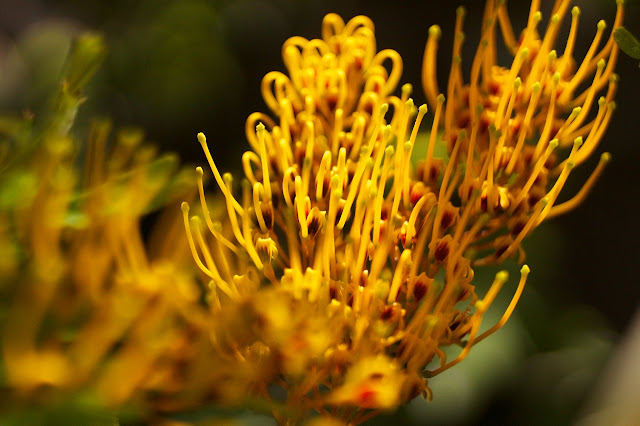 Detalle de la floración en Grevillea robusta