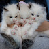 Hello Kitty is not A Cat, Hello Kitty & Kitty CATS