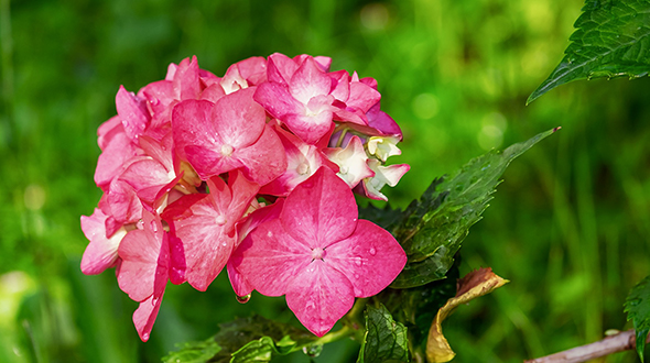 Flowering shrubs hardy to zone 7b are perfect for your marietta georgia yard