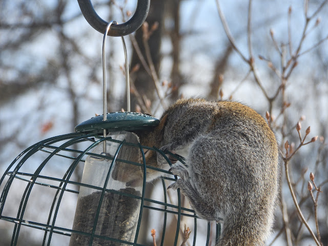 Eastern Gray Squirrel