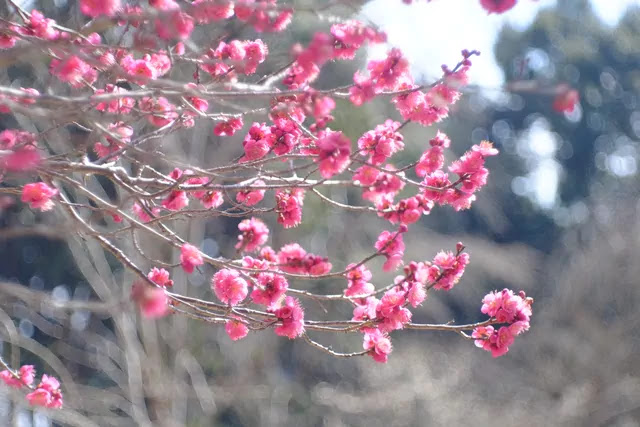 梅の花