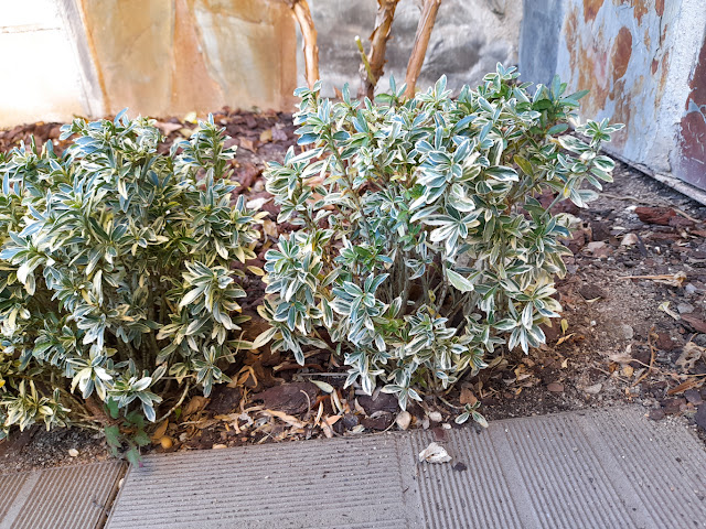 Euonymus japonicus ‘Mycrophyllus Albovariegatus’.