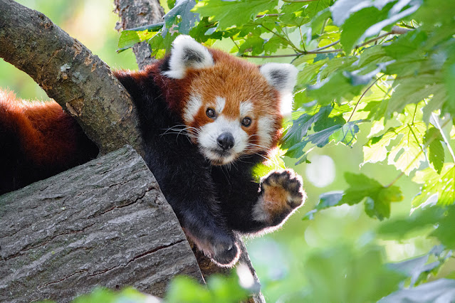 Red Panda on tree