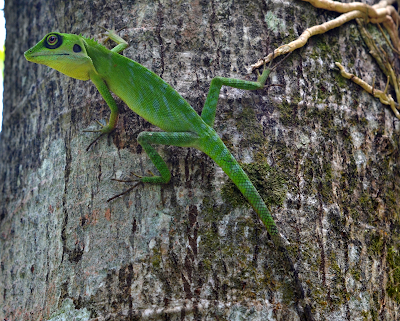 Biblical Meaning of Lizards in Dreams