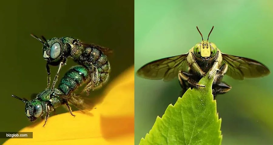 Honey bee mating, Green Leaf