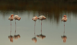 Flamingos at Oropos Lagoon GREECE BIRD TOURS