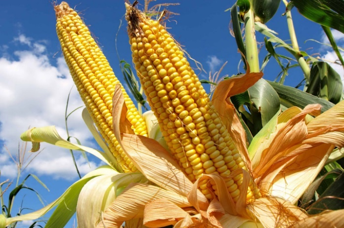 México le quita el lugar a China en la compra de maíz amarillo a EU