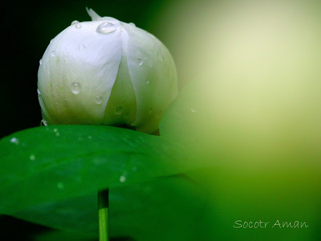 Paeonia japonica