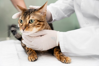 Lyme Disease in Cats