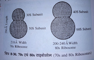 80S राइबोसोम (80S Ribosome) और 70S राइबोसोम (70S Ribosome)