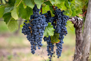 Uva Merlot e sua versatilidade