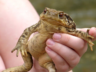 The venom of the Sonoran Desert Toad has long been employed in ancient healing practices, and its hallucinogenic effects have lately acquired popularity.