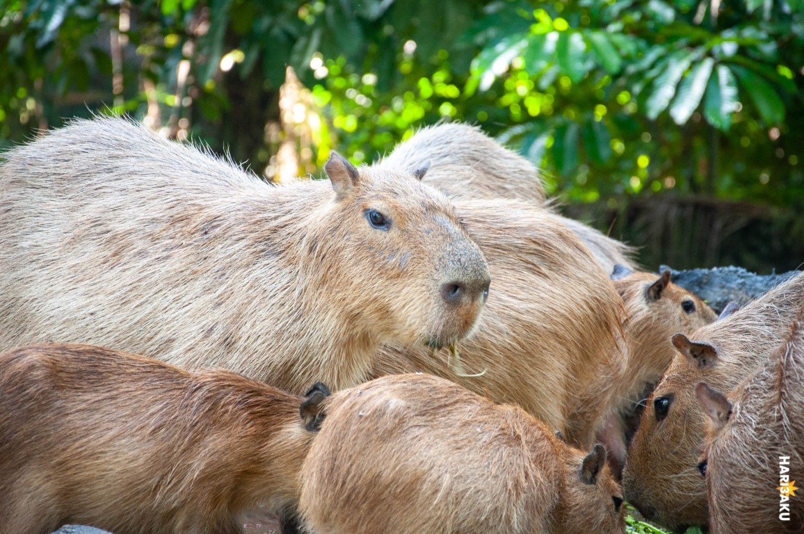 Capybara di Zoo Negara