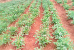 Tomato farming - horticultural crop production