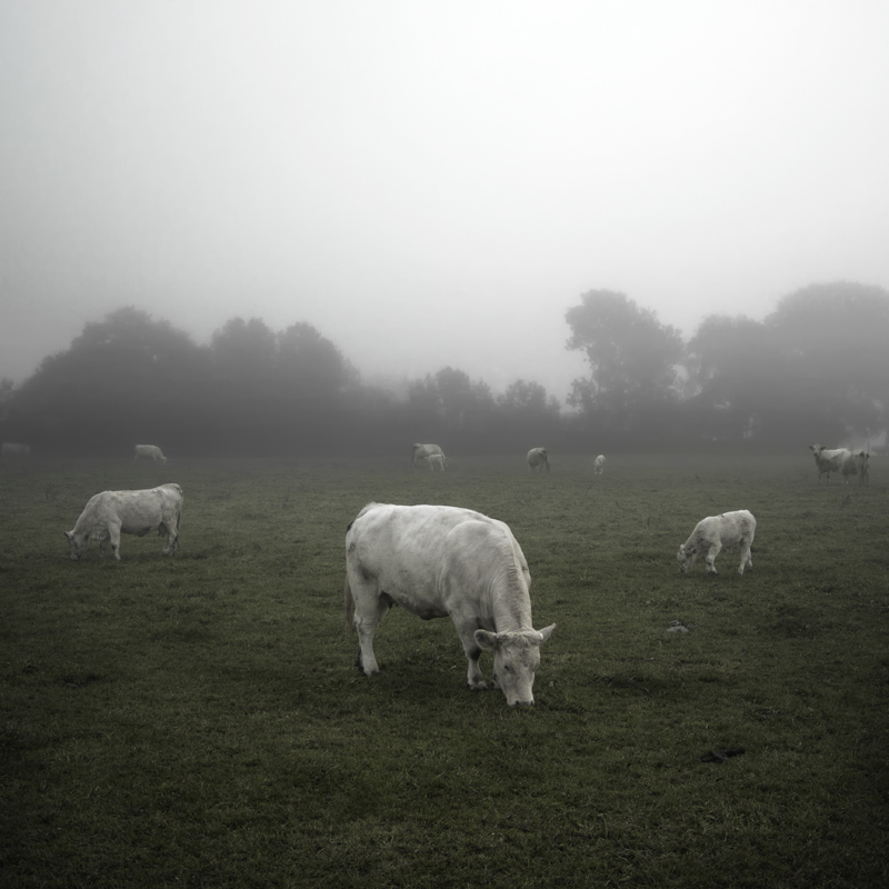 Jürgen Heckel Photography - Herde - White Cow