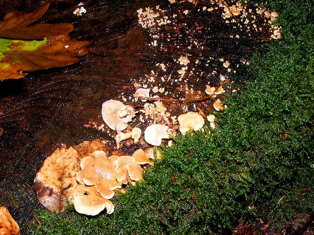 Bitter Oyster Panellus stipticus, Indre et Loire, France. Photo by Loire Valley Time Travel.