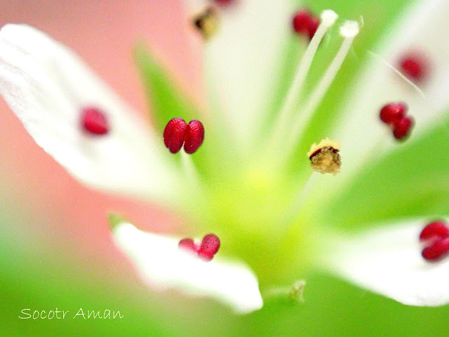 Pseudostellaria heterantha