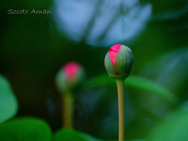 Paeonia obovata