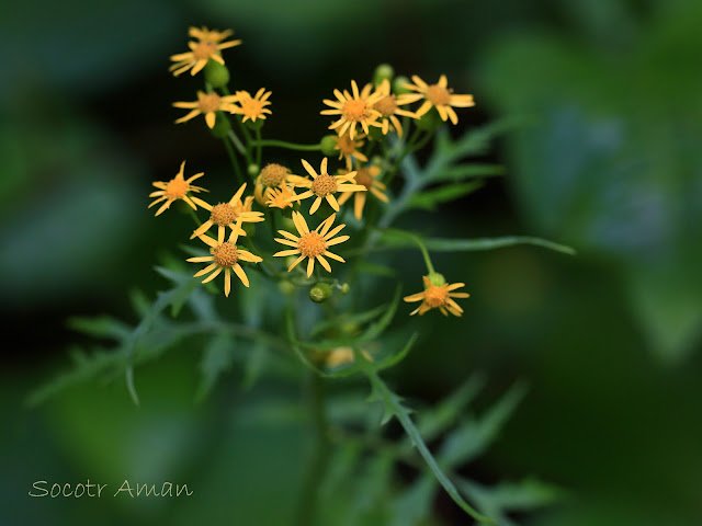 Nemosenecio nikoensis