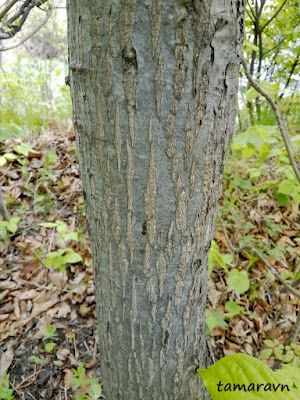 Мелкоплодник ольхолистный (Micromeles alnifolia)