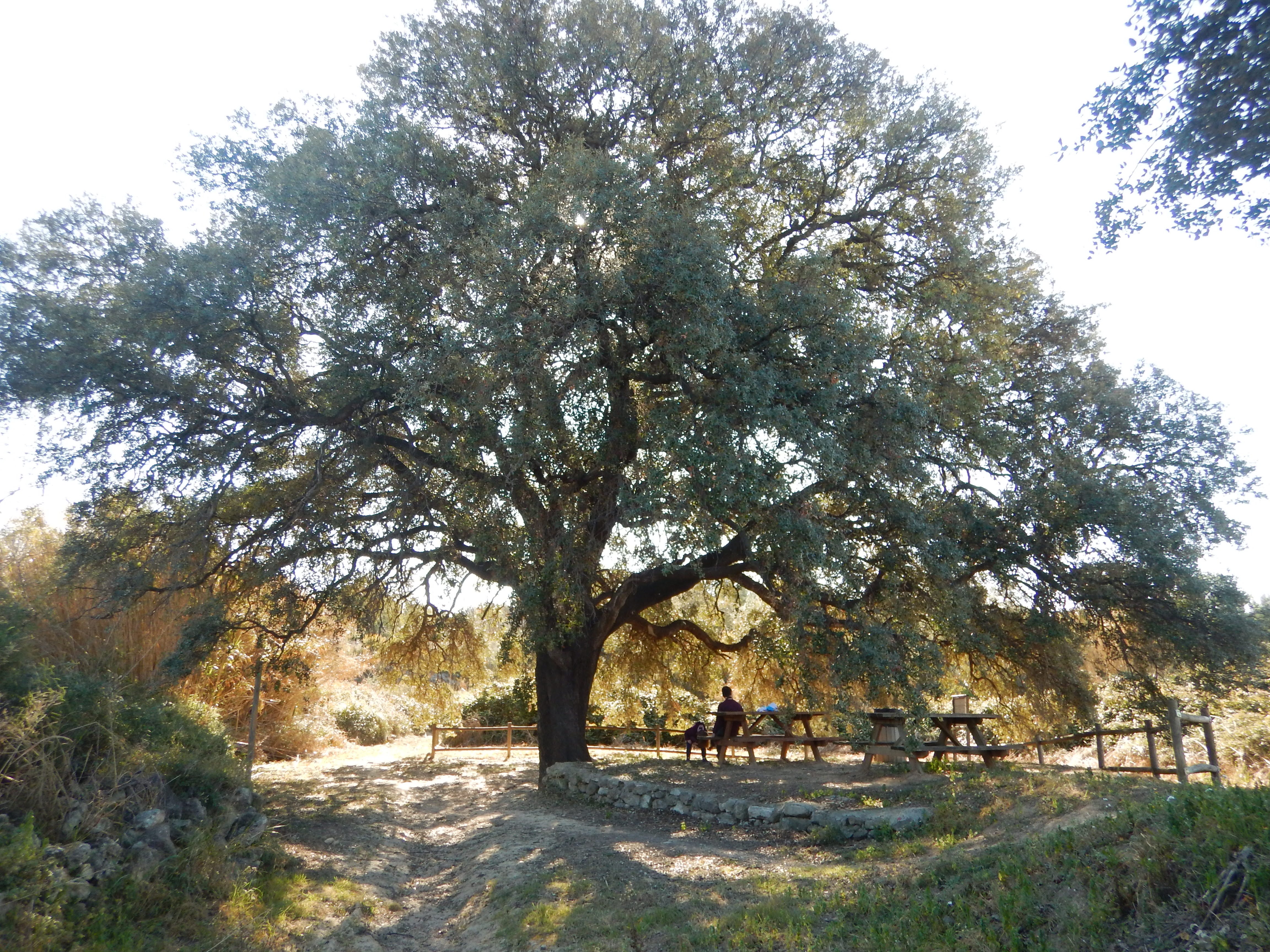 encina centenaria del Pontarró