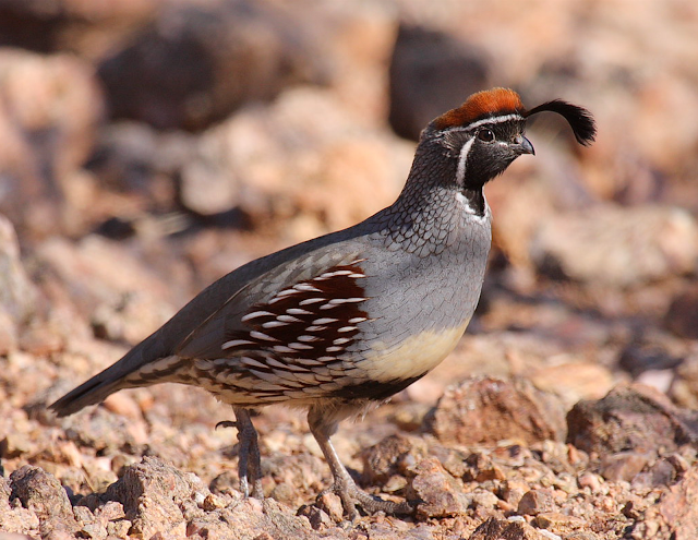 Gambel's Quail, Tempe AZ